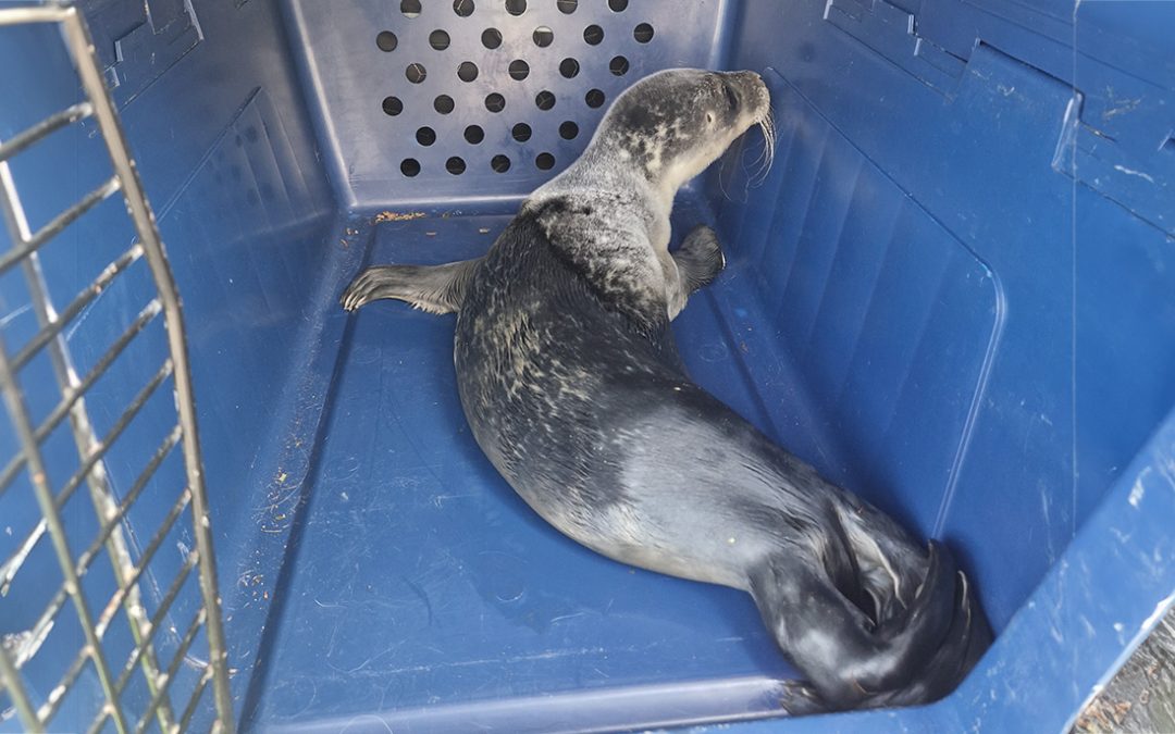 Seal Pup in back of van after rescue at Burnham Yacht Harbour 21/06/23